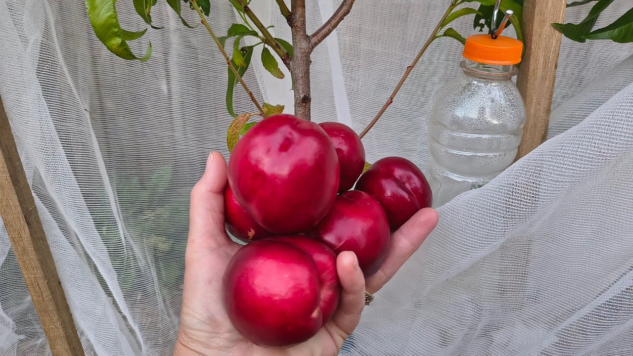 Harvesting Our Nectarines and Autumn Leaves in Summer?? - Reverse Homesteading 