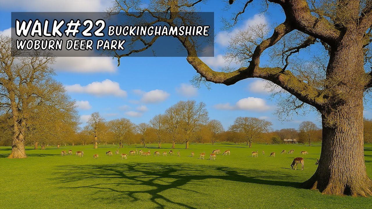Walk 22 | Woburn Deer Park #walkingtour #countrywalks #buckinghamshire #deer