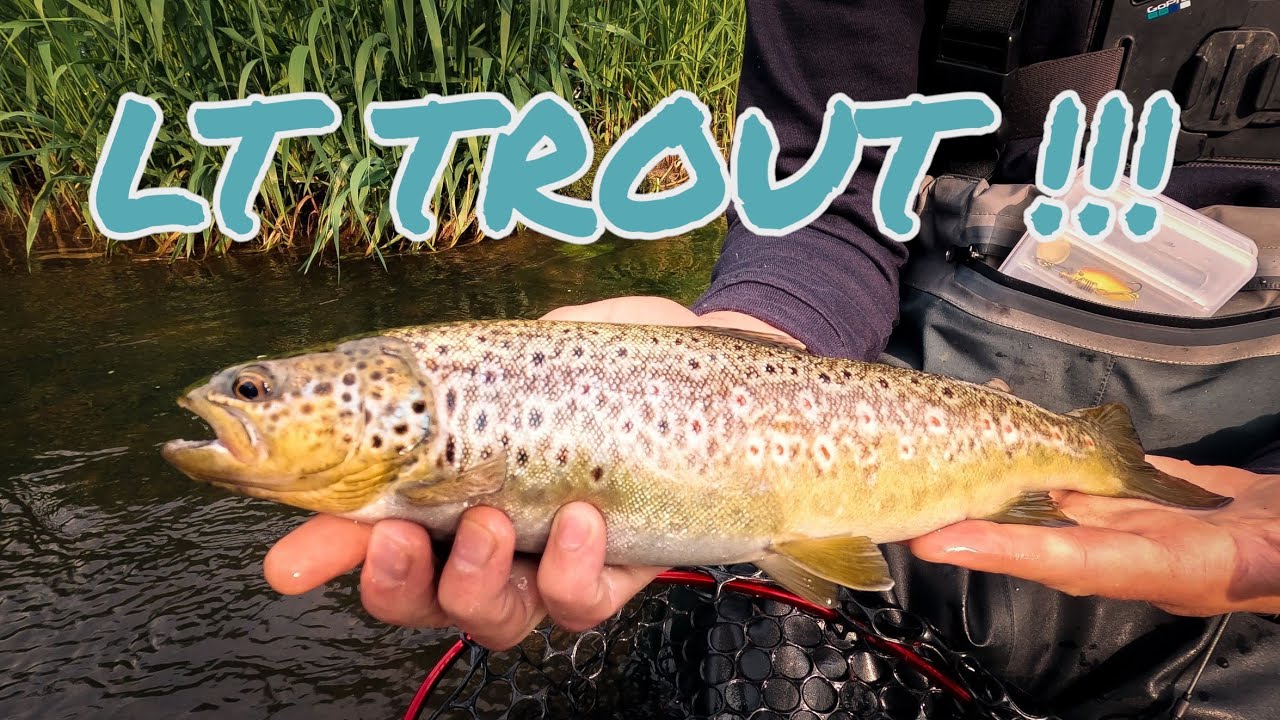 How to Catch Trout and Grayling in Lithuania !!!