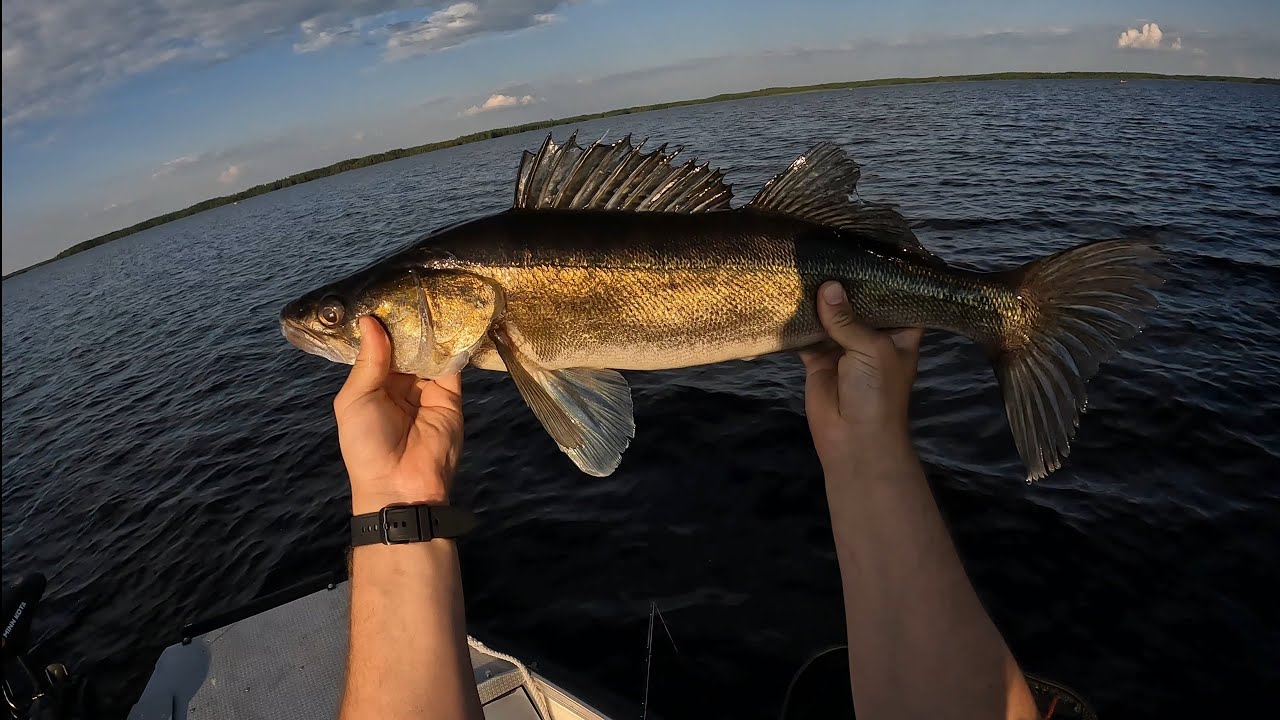 Kuhan livettelyä +metrihauki