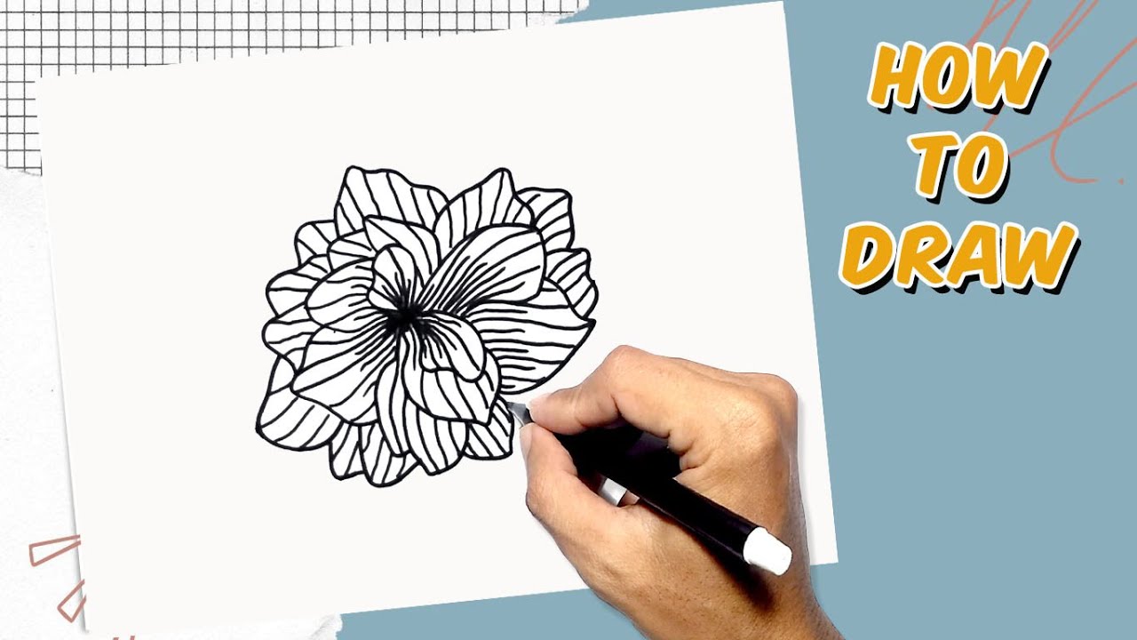 How to Draw begonia flowers