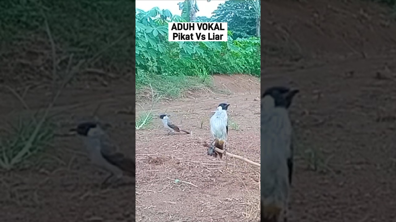 ADUH VOKAL KUTILANG LIAR DAN PIKAT 