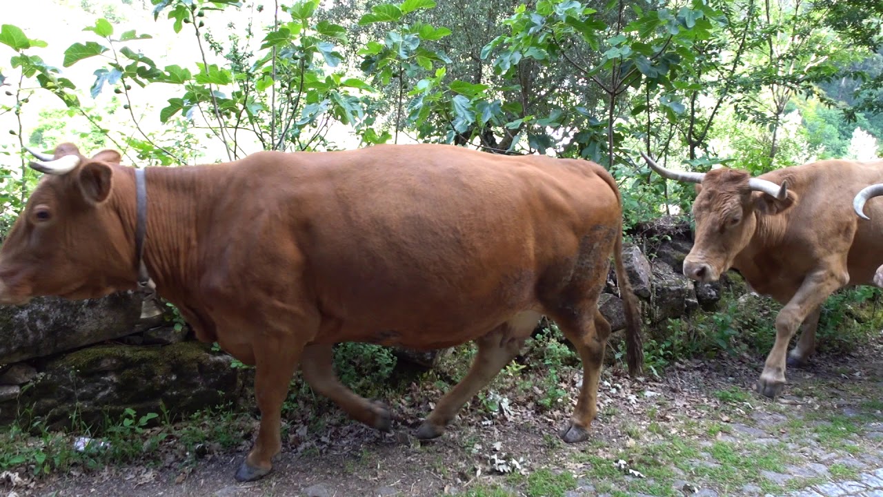 Regresso do pasto ao fim da tarde - Cabriz - Ribeira de Pena  -   Portugal
