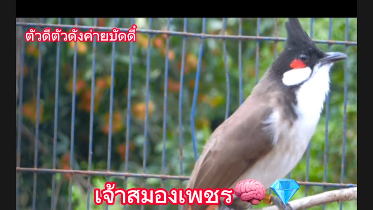 เสียงเจ้าสมองเพชร🧠💎เบิ้ลเพลง3_4อาชีพ ก็อปติดง่าย สายปั่นลูกนกไม่ควรพลาด!! ตัวดีตัวดังของ เจมบัดดี๋