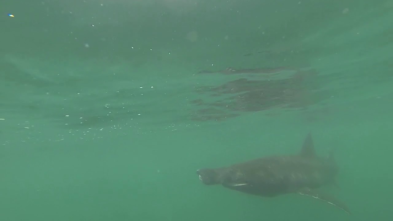 Basking shark off the Great Blasket Island