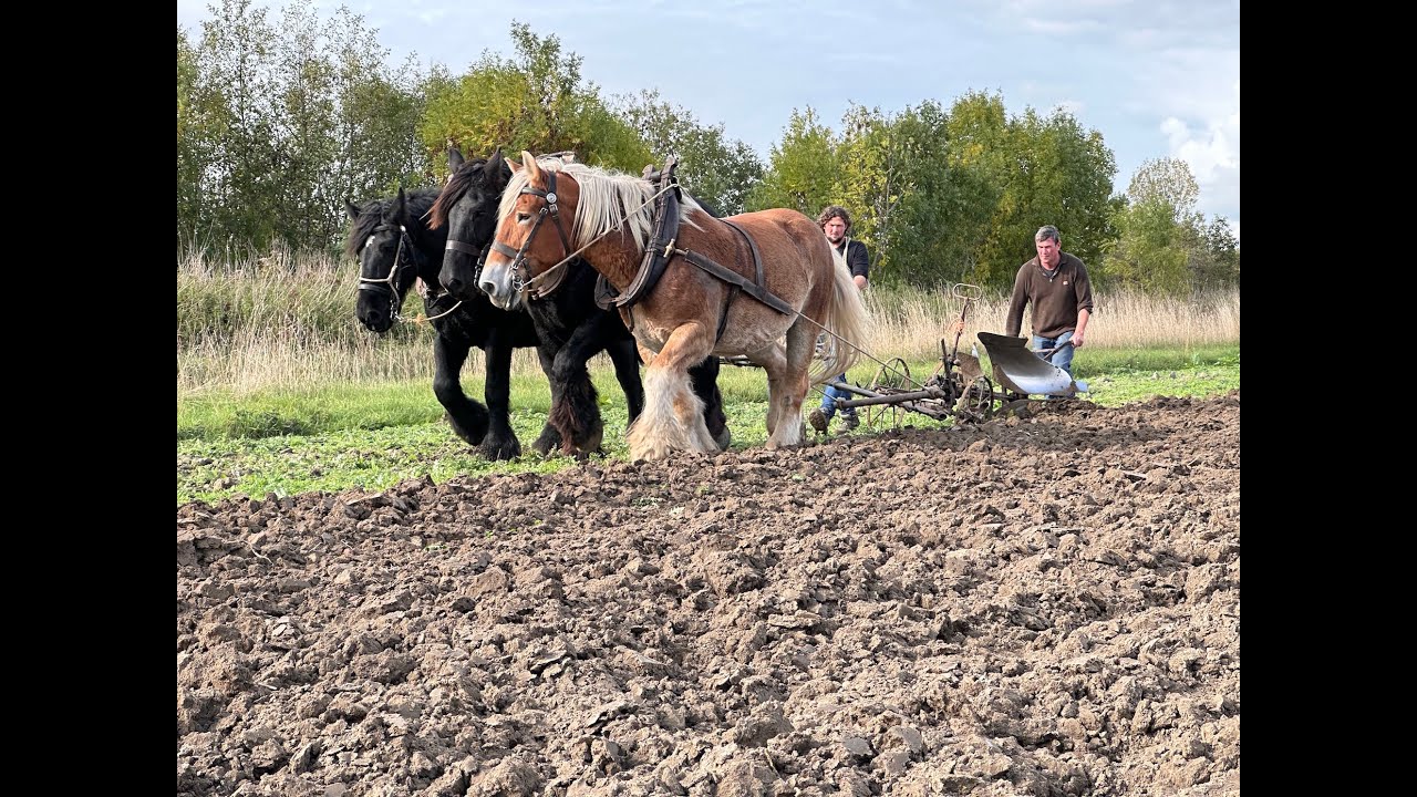 Najaarswerkzaamheden - demonstratie ploegen met trekpaarden [18-10-2025]