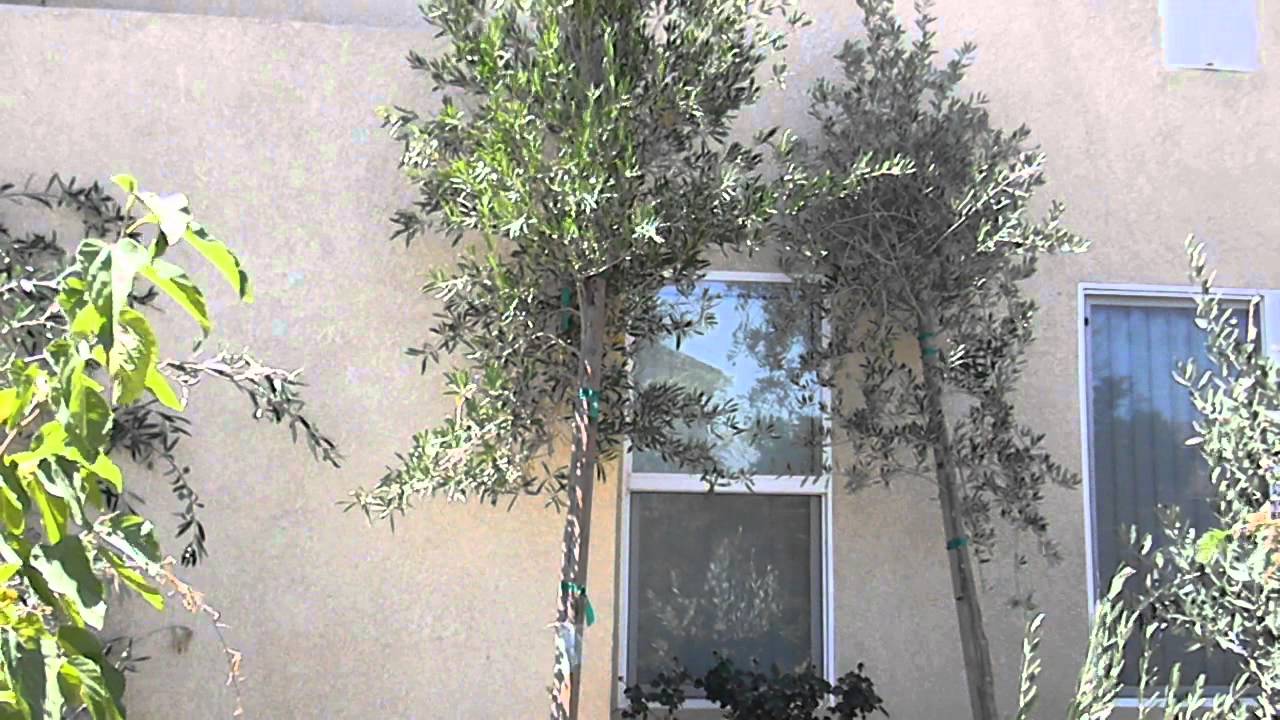 Wilsonii Fruitless Standard Olive Tree v Manzanillo Fruiting Standard Olive Tree