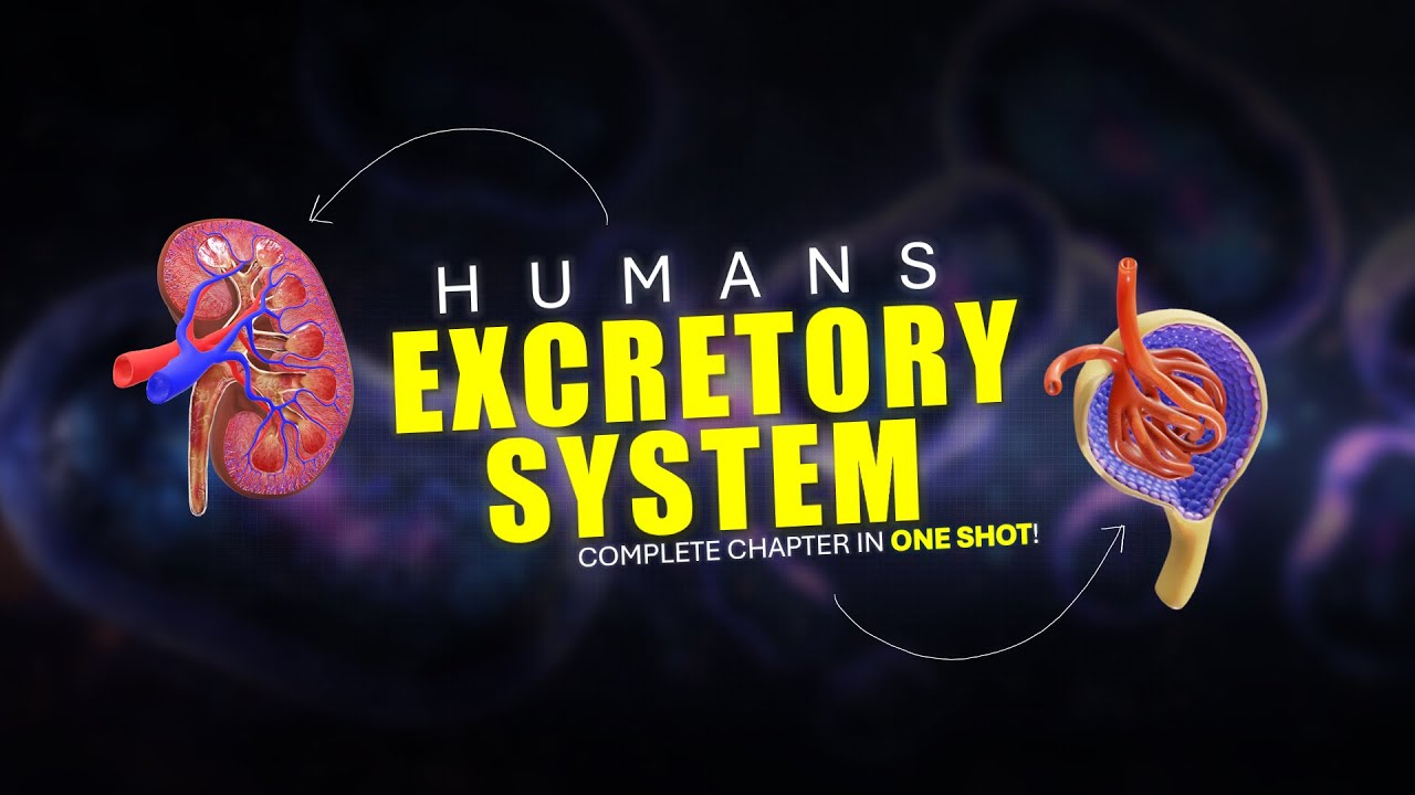 EXCRETORY SYSTEM | Full chapter | Ft. Naveen Kumawat