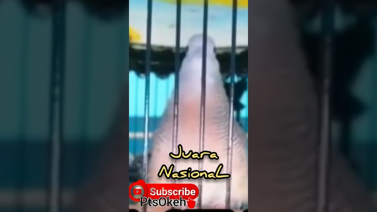 perkutut Bangkok juara Nasional
