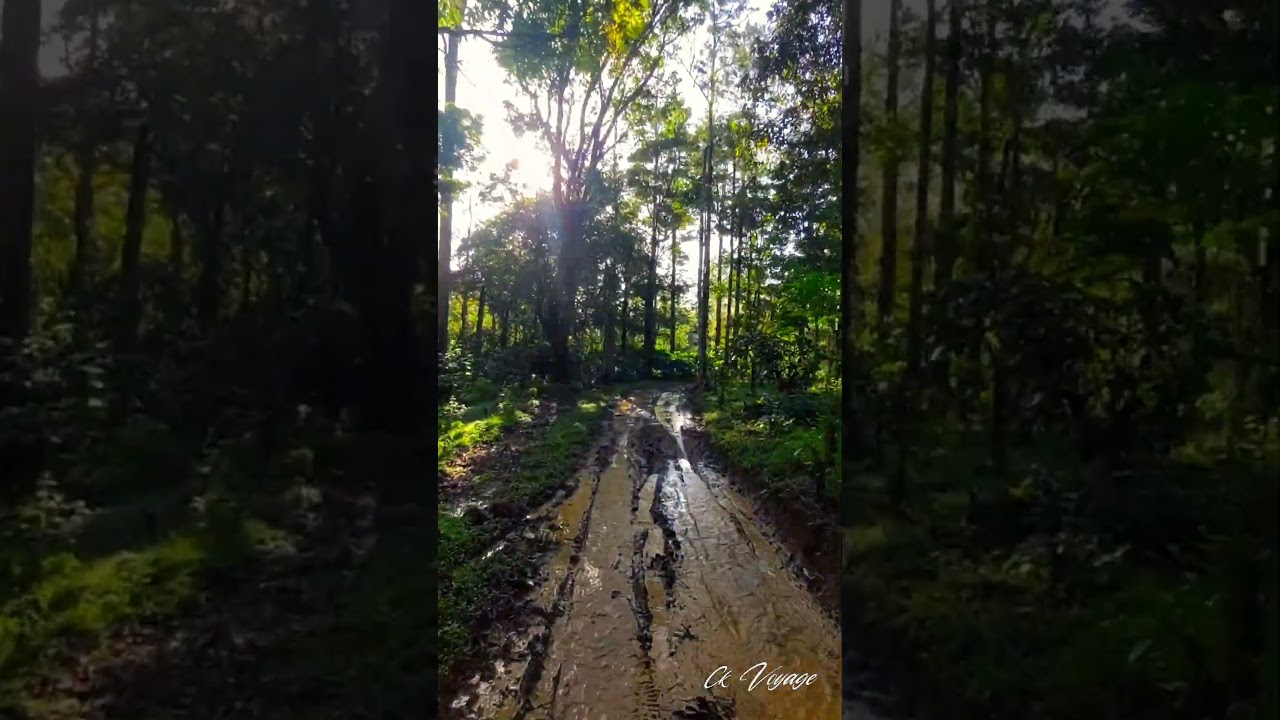 📍 Misty Valley Forest | Nelliampathi | Palakkad