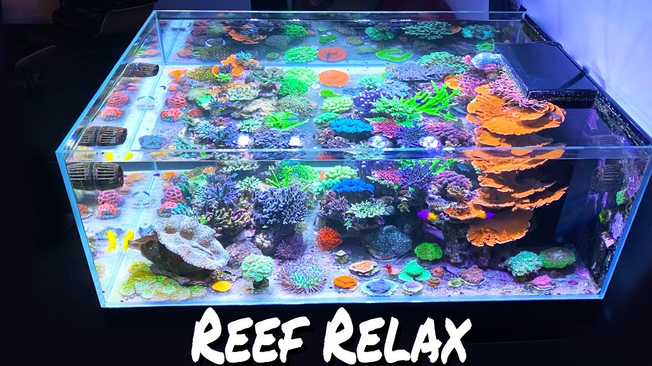 REEF RELAX  *chillout electro* - LOFI music* + reef aquariums  - 16 MIN RELAXATION FOR YOU