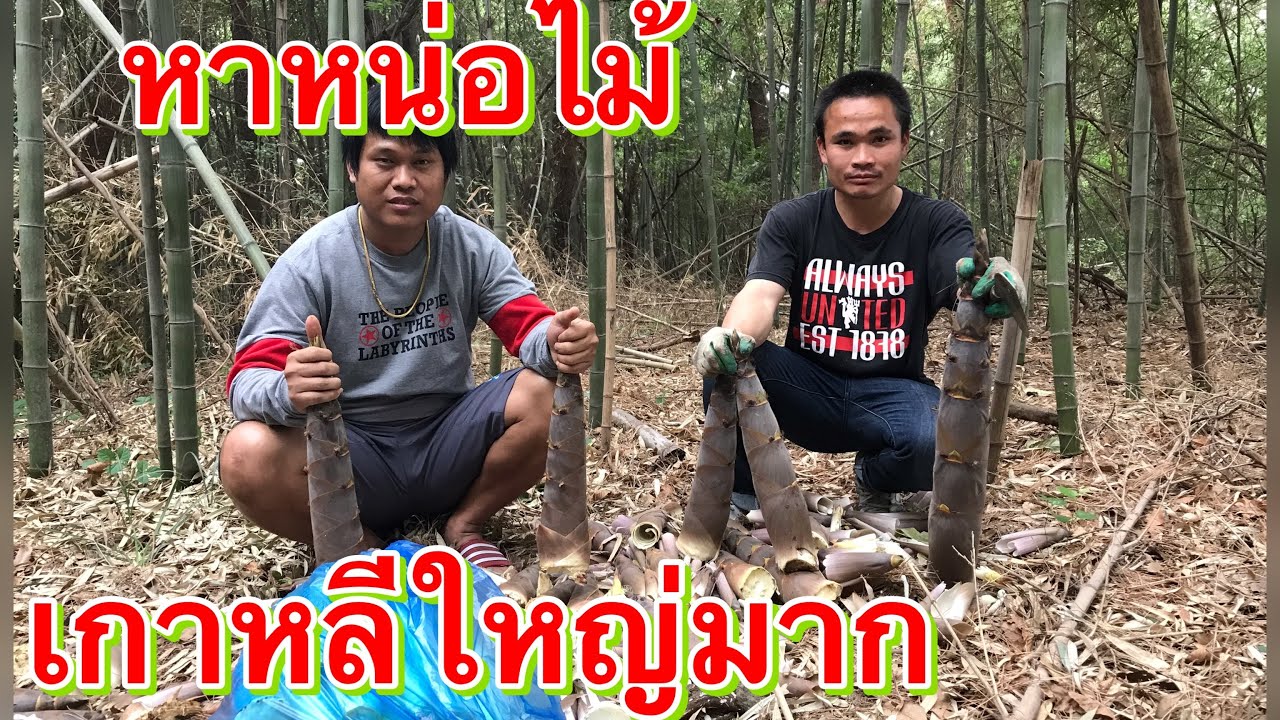 หาหน่อไม้เกาหลี ใหญมากๆ