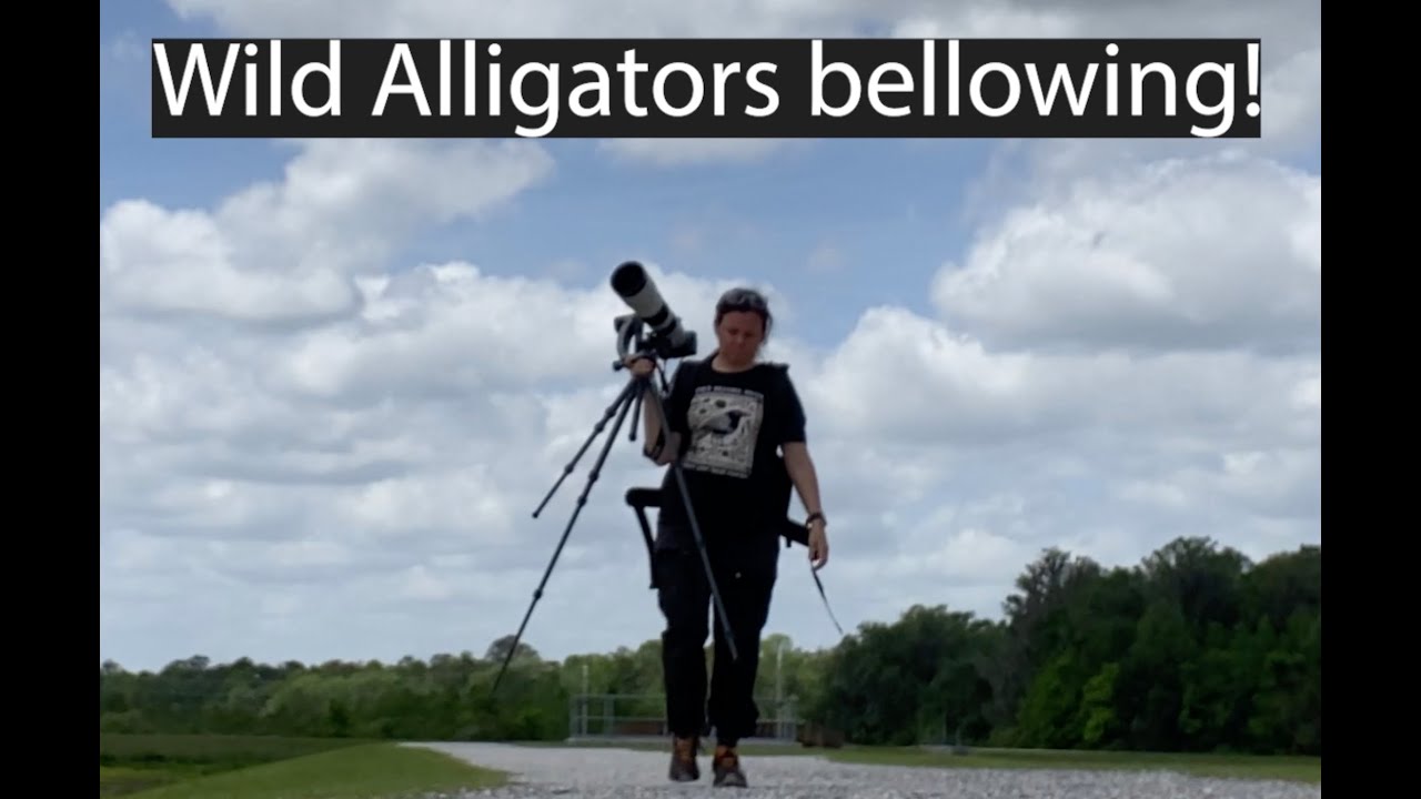 Gators bellowing on my hike
