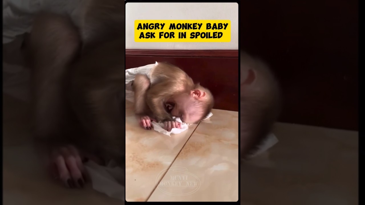 Angry monkey baby #monkey #monpai #babyprimate #cute #monpailucu #funny #animals #babymongkey
