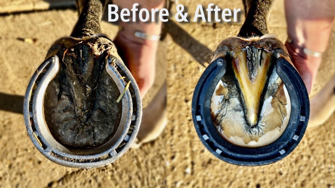 Before & After - HOOF RESTORATION (Satisfying)