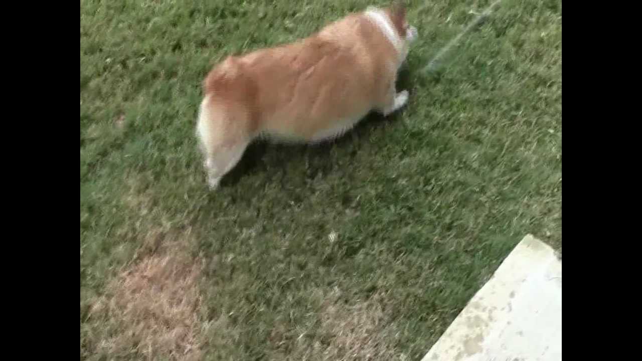 Attack Corgi vs. Water Hose