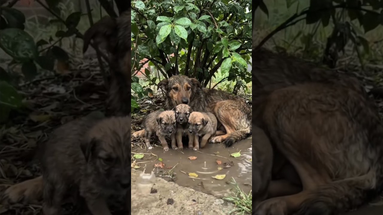 He Built a Warm Home for a Stray Dog Family 🐕❤️
