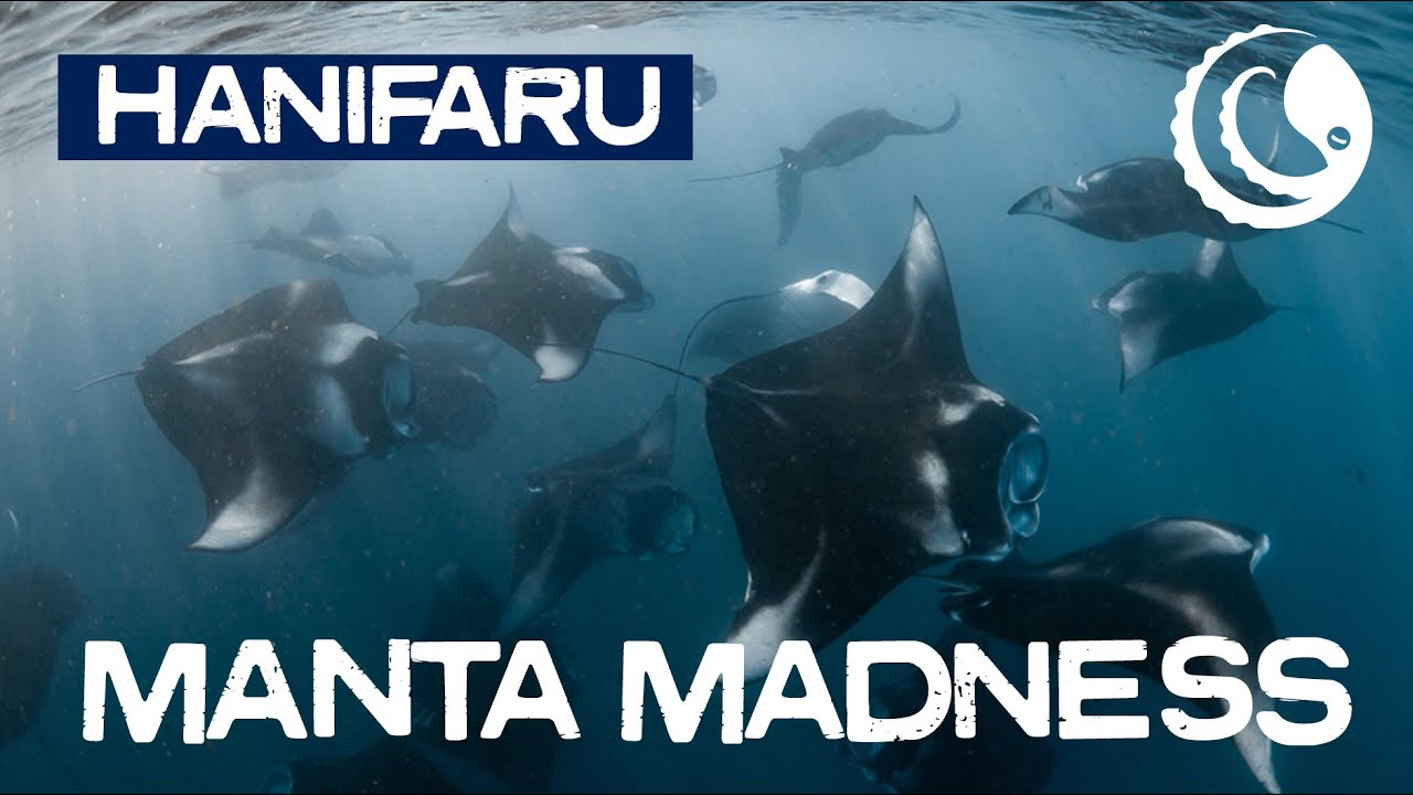 Hanifaru - Manta Madness