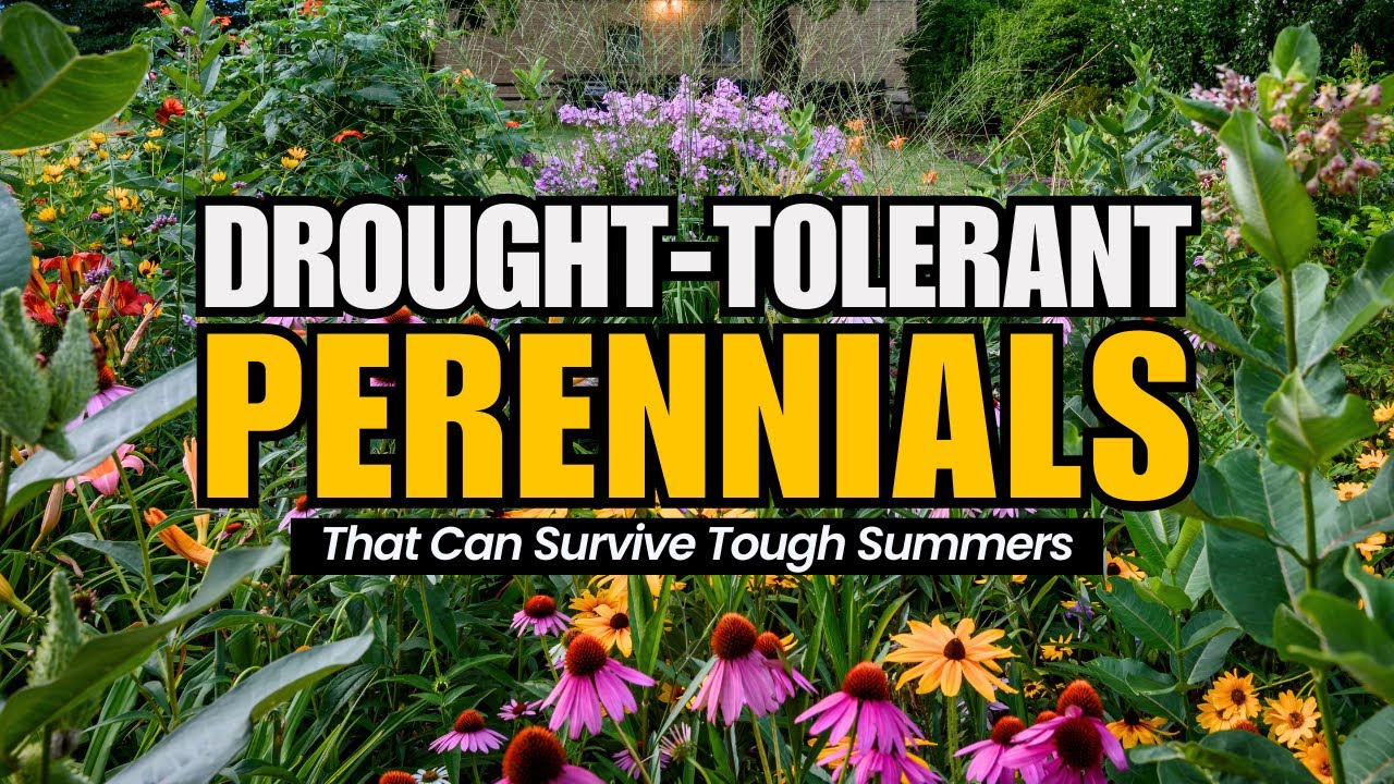7 Drought-Tolerant Perennials That Thrive Without Watering! 🌞💧