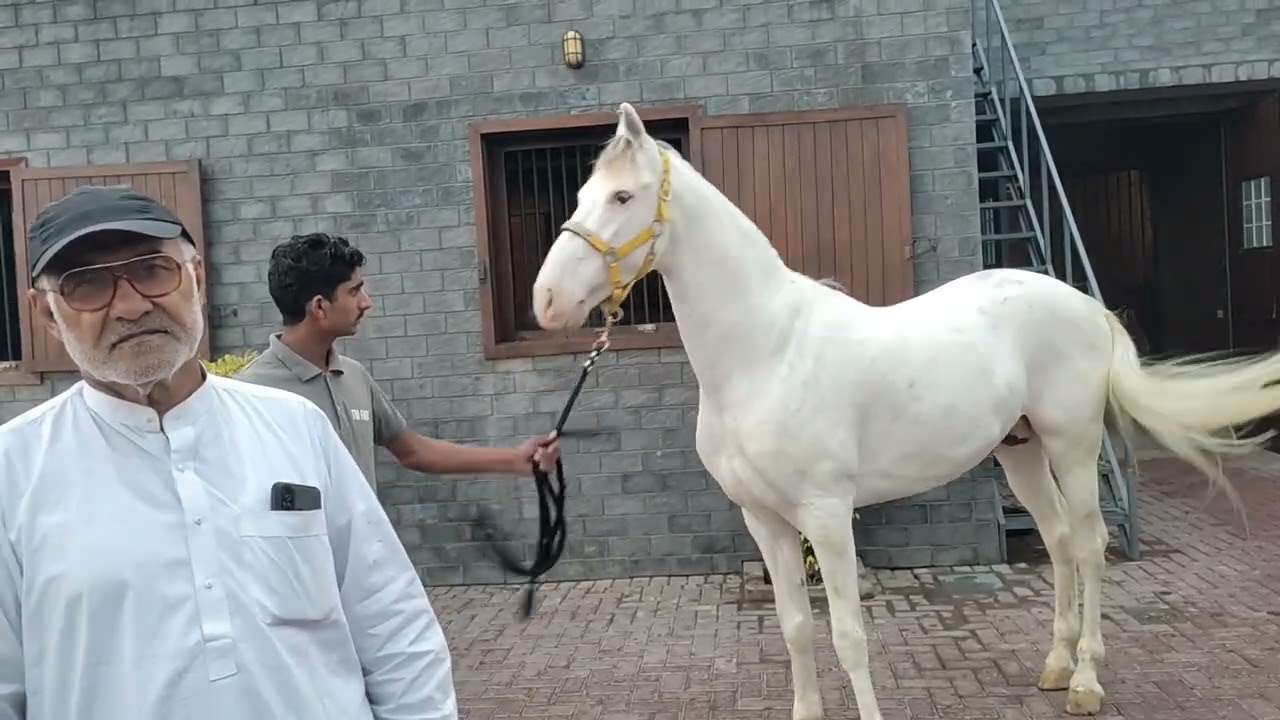 White Nukra Horse 2023