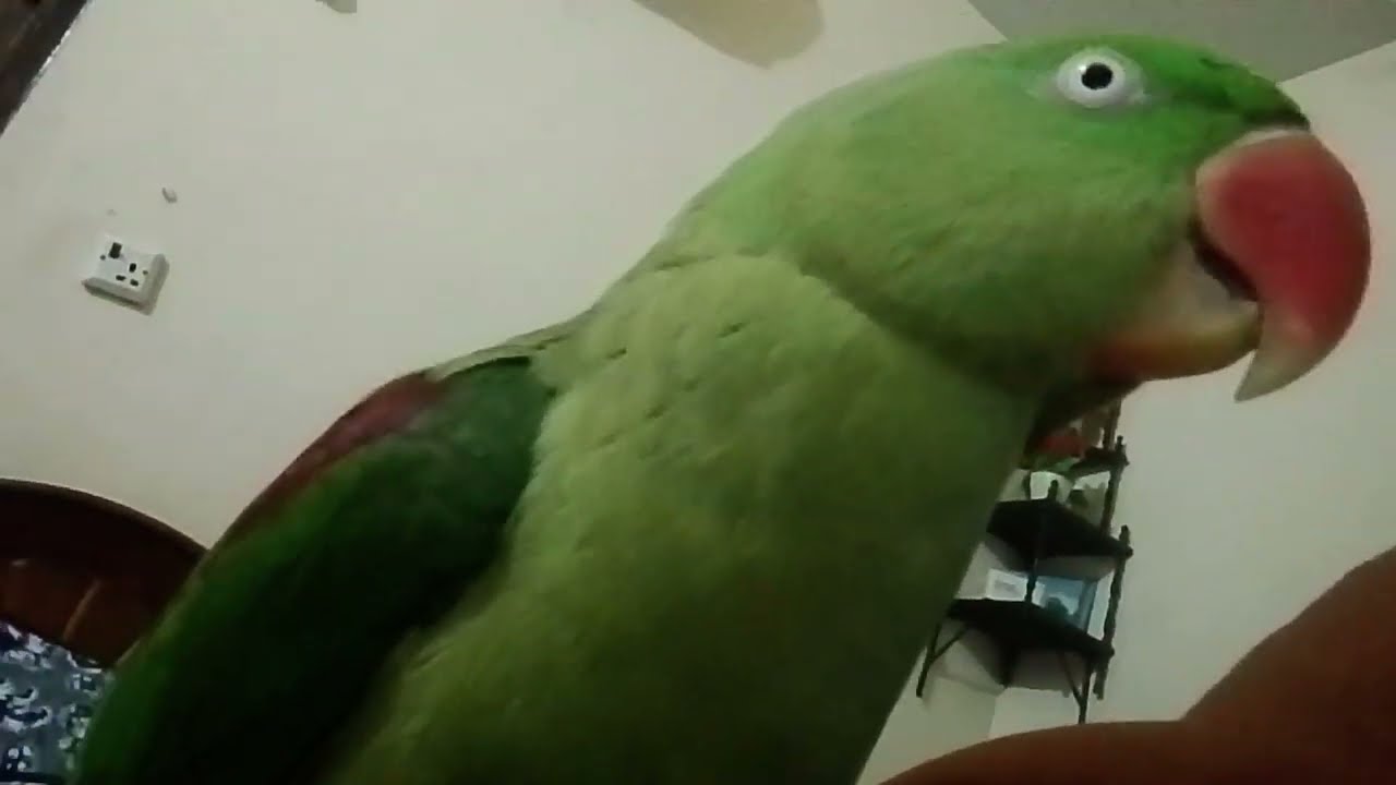 Mithu beta 