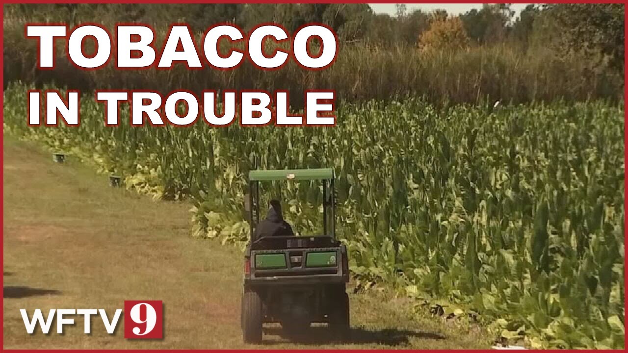 Florida&rsquo;s only cigar tobacco farm could be wiped out