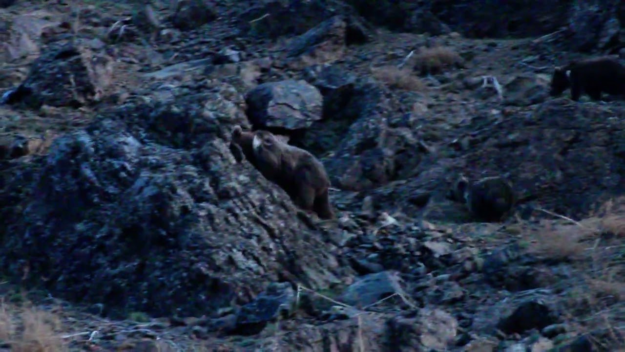 Rare Himalayan Brown Bears | Ladakh Diares | Wildlife of Himalayas