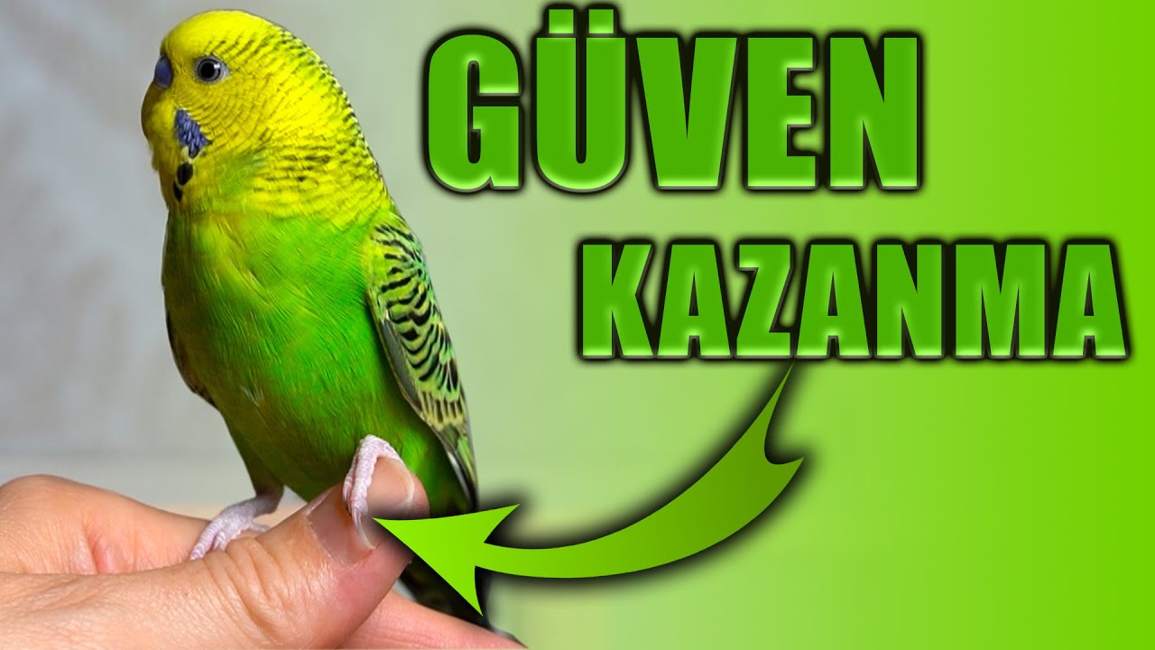 Muhabbet Kuşu G&uuml;ven Kazanma Altın Kurallar