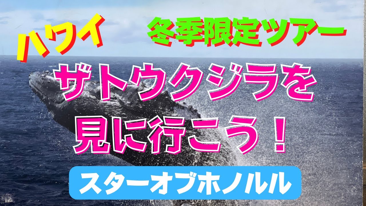 174: 【ハワイ】良い事有るぞぉぉ〜！今だけ‼　私達大当たり、どーんとクジラが出ちゃったよ！　アーリー・バード・ホェール・ウォッチ・クルーズで今年も春から縁起が良い👍