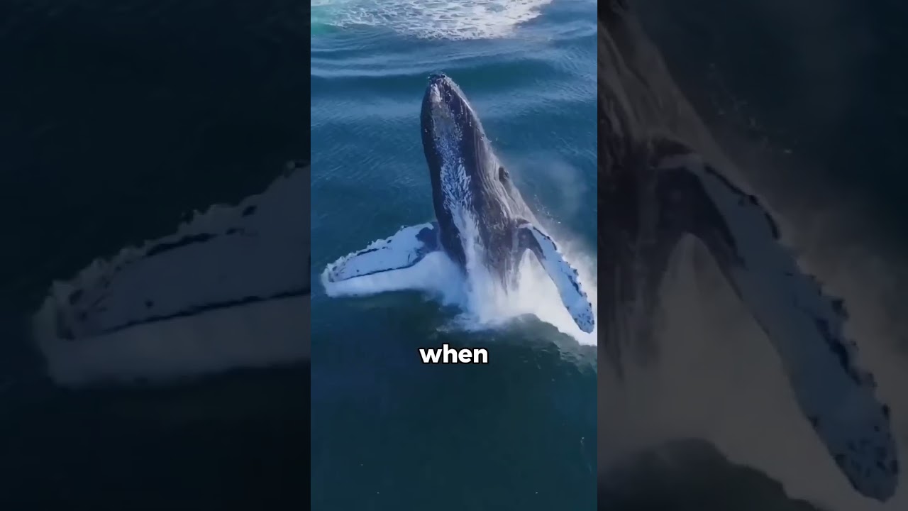 Wild Nature in Just 30 Seconds! #funny #shortvideo #animals #funnyvideos