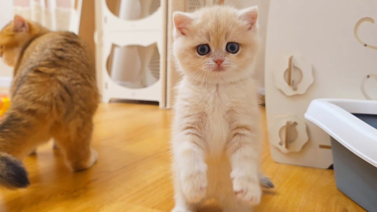 The best pills for a bad mood 🥰 Cute kittens 