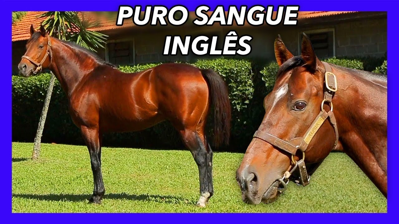 HARAS BAGE DO SUL- PSI de EXCELÊNCIA