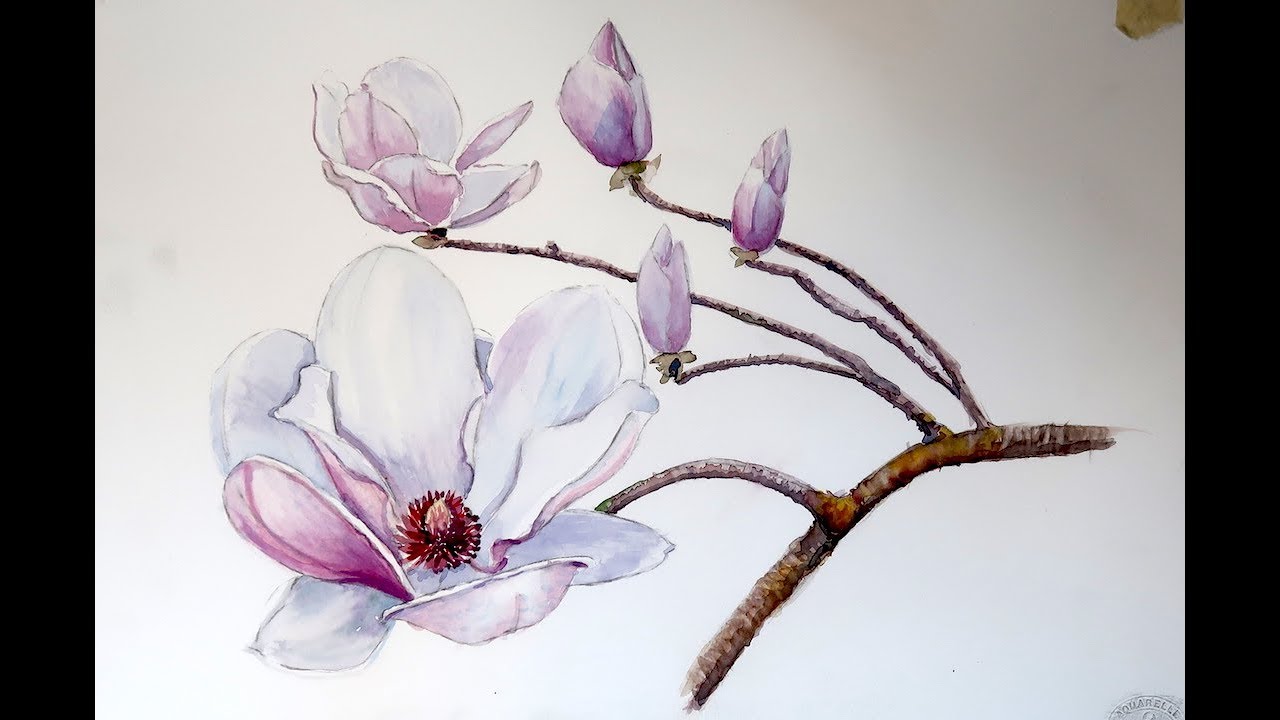 Акварель: Белая Магнолия