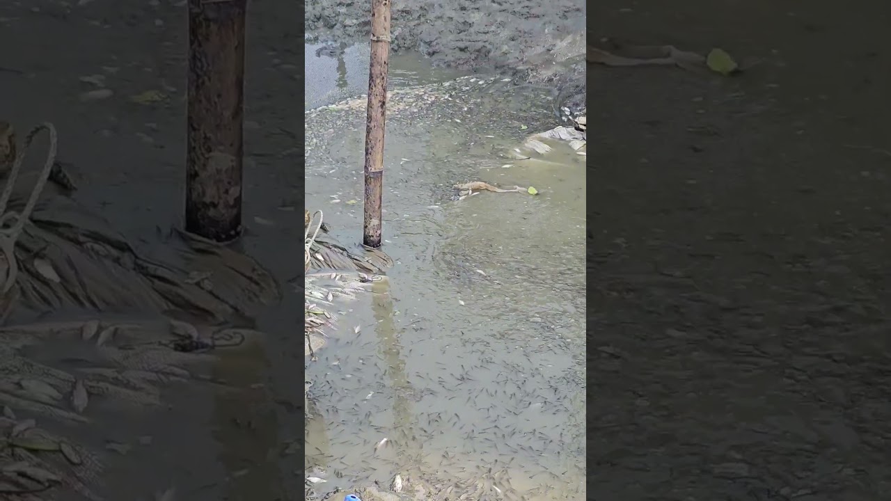 ওরে বাবারে অনেক তাজা মাছ গুলো 