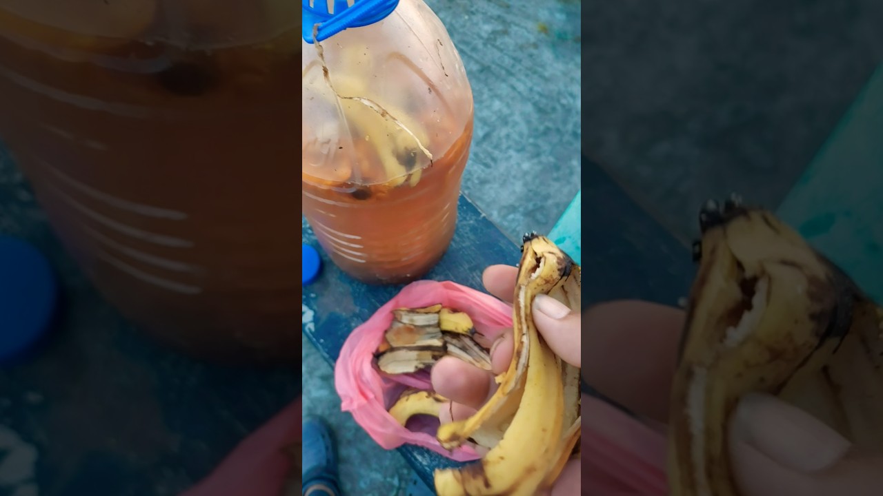 ম্যাজিক্যাল সবজি চাষের টিপস 