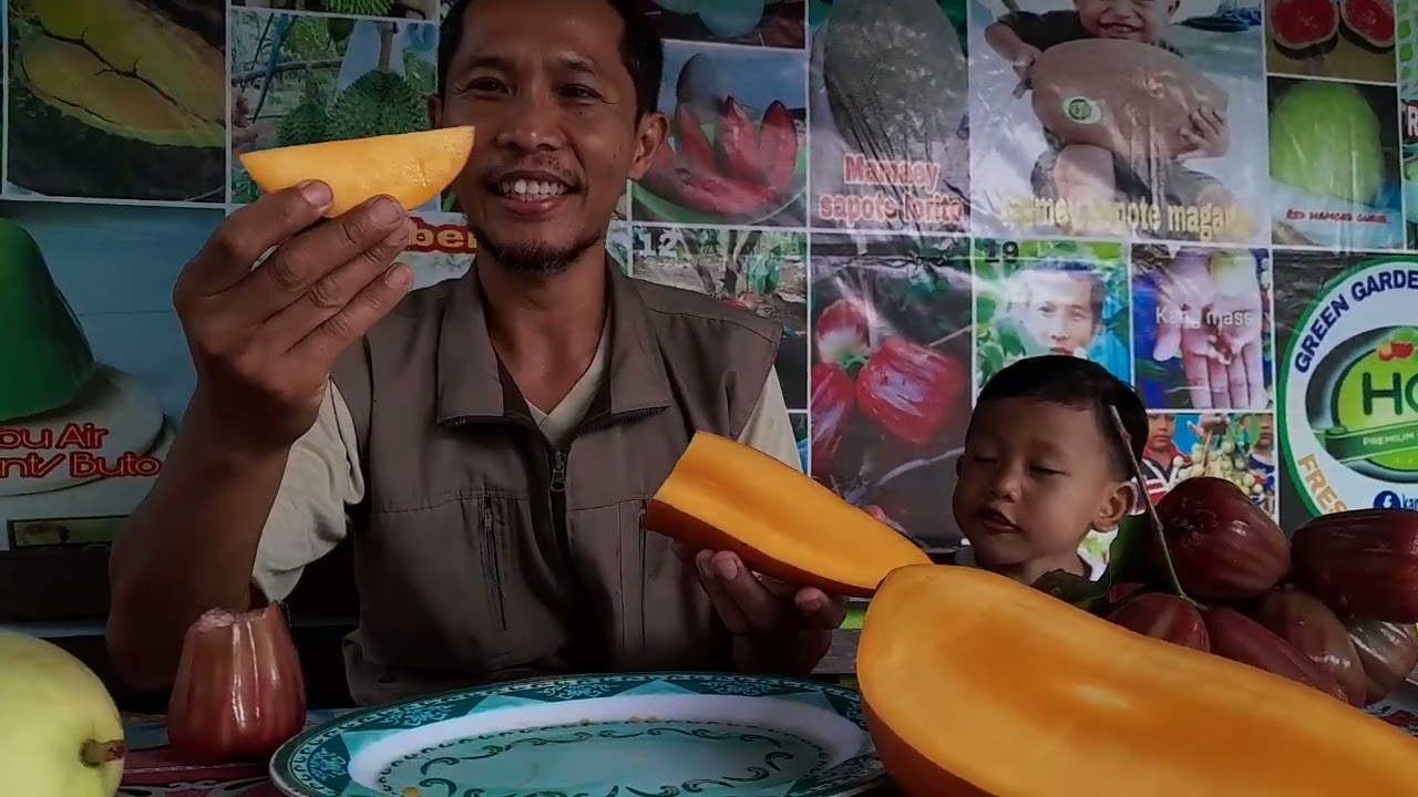 RED IVORY VS KIO JAY MASAK POHON