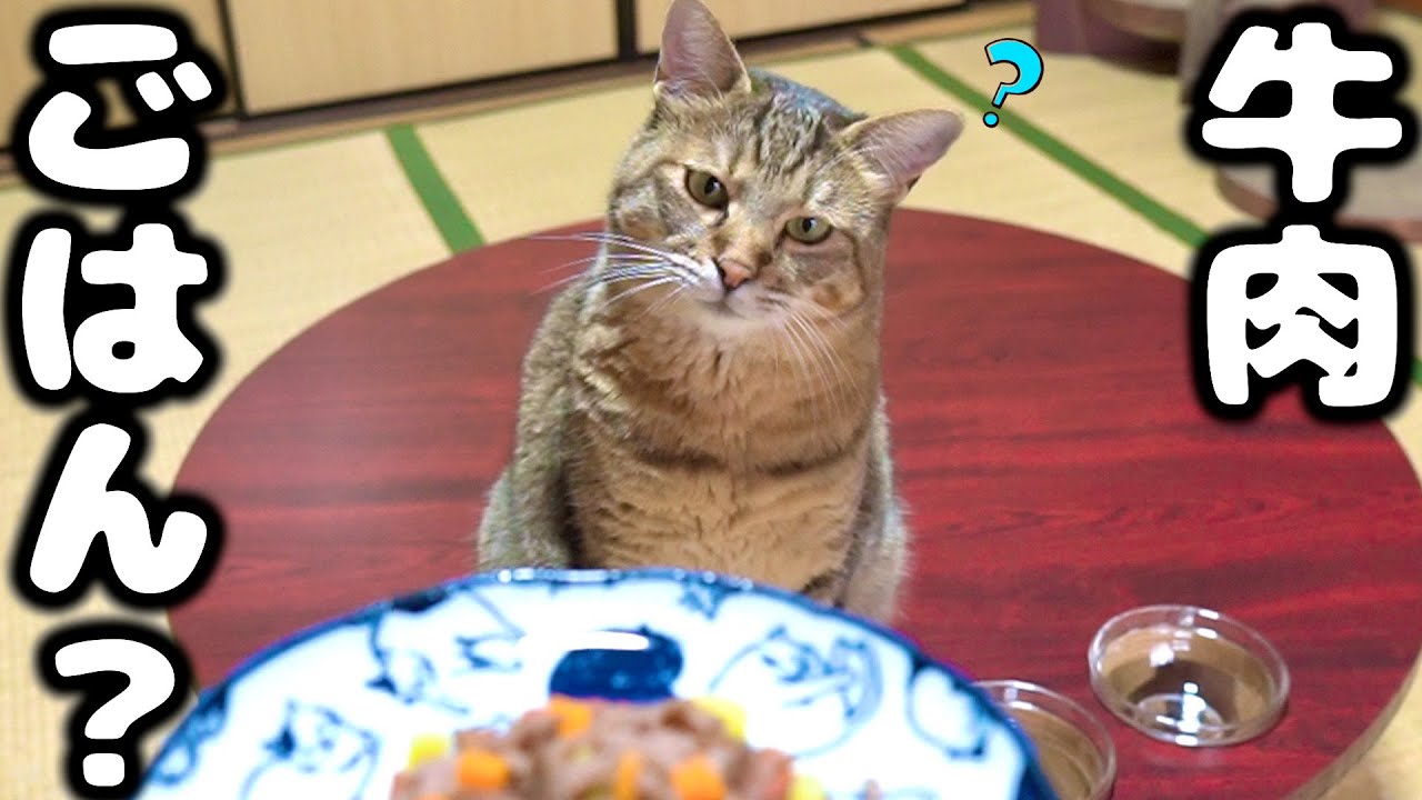 元野良猫に初めて牛肉ごはん作ったら意外な反応でした【庭に住みついた野良猫を家猫へ】