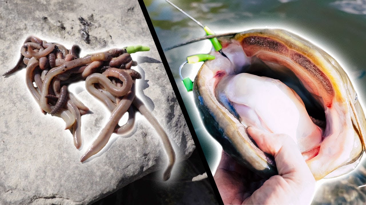 Fluss vs. Teich | DARAUF musst du beim Welsangeln achten