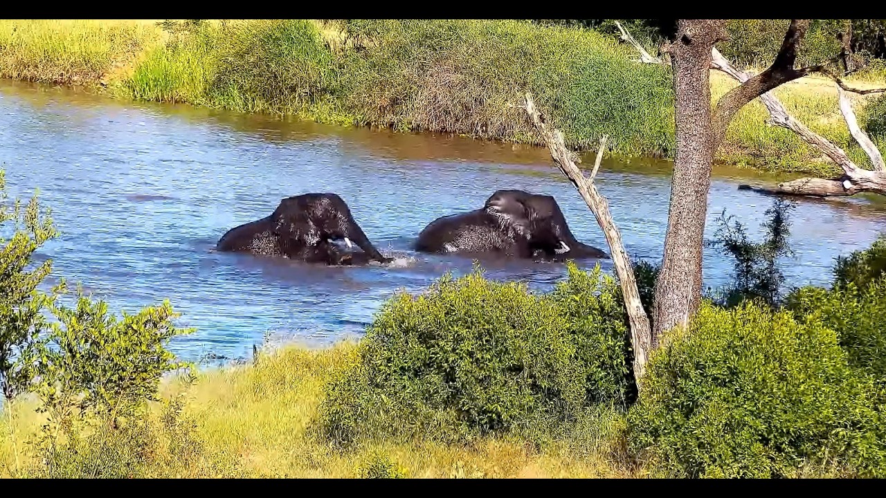 Elephants Arrive for a  Pool Party at Djuma Cam 2/11/26