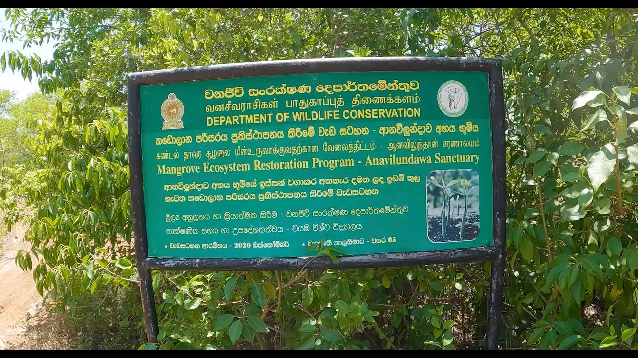 Project Blue C - Advantis Mangrove Ecosystem Restoration