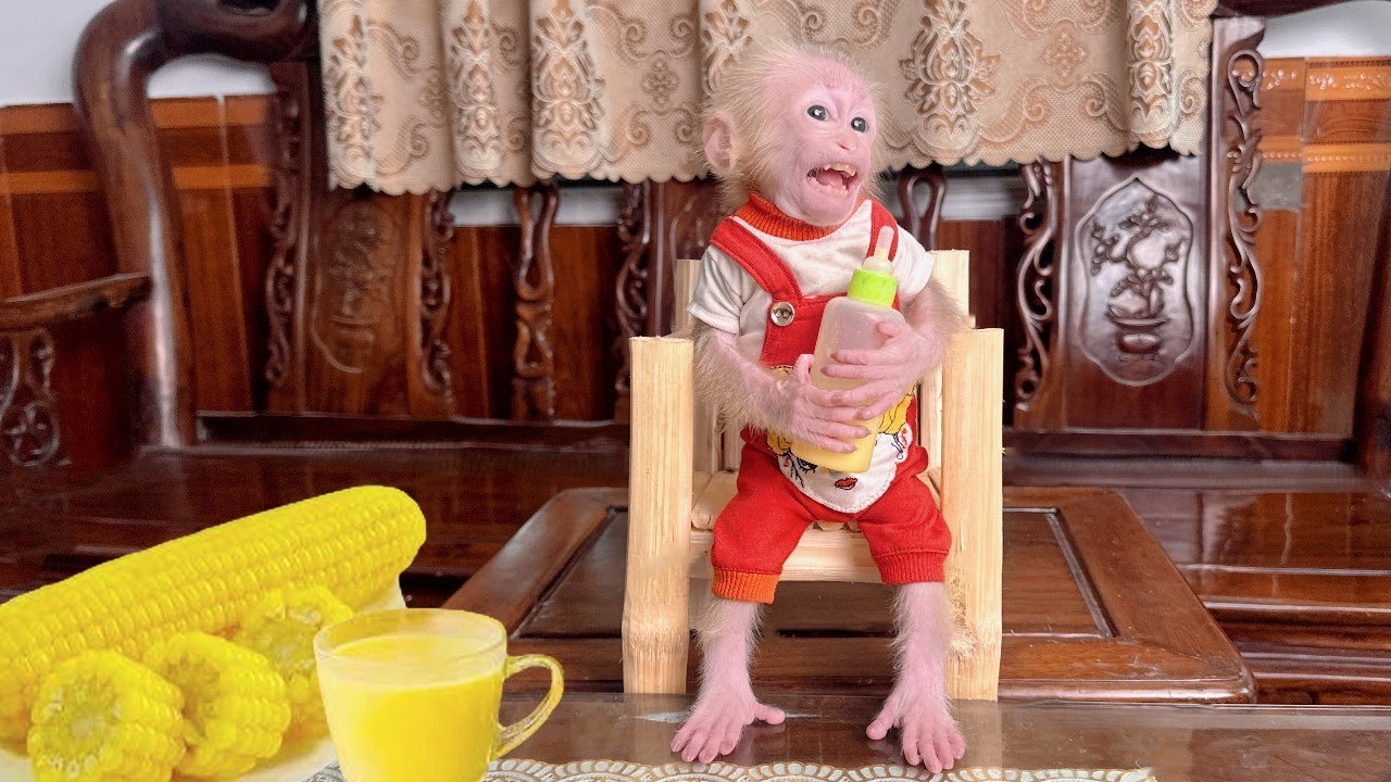 Baby monkey Lulu has a sweet breakfast after a sleepless night