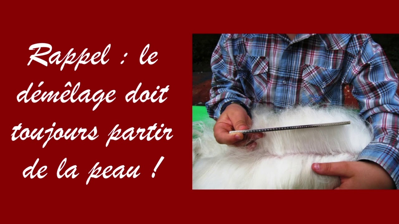 Les petits conseils de toilettage des Ateliers d'Audreco