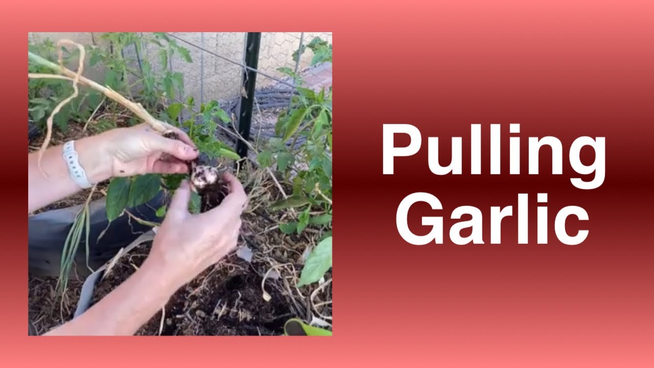 Pulling Garlic