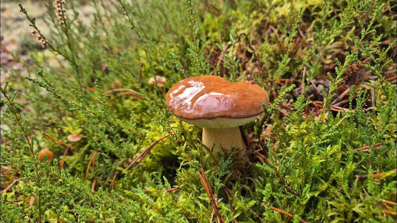 GRZYBOBRANIE 11.11.25r.🍄W KOŃCU GO ZNALAZŁEM, NA SAM KONIEC🍄 Najpiękniejszy las sezonu!🍄 GRZYBY 2025