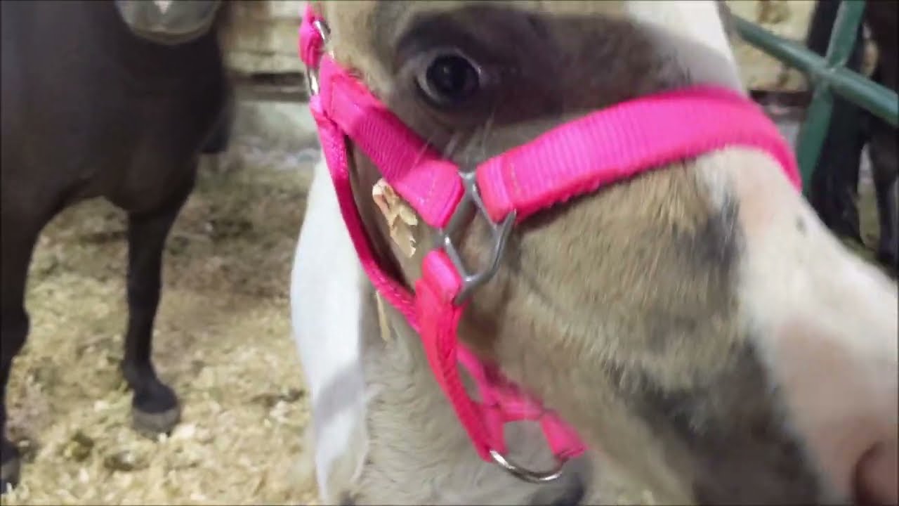 Another Mini Horse And Donkey Sale!