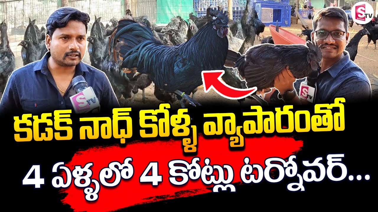 కడక్ నాధ్ కోళ్ళలో 4 కోట్లు టర్నోవర్... | Kadaknath Poultry Farming 2023 #kadaknathchicken #kadaknath