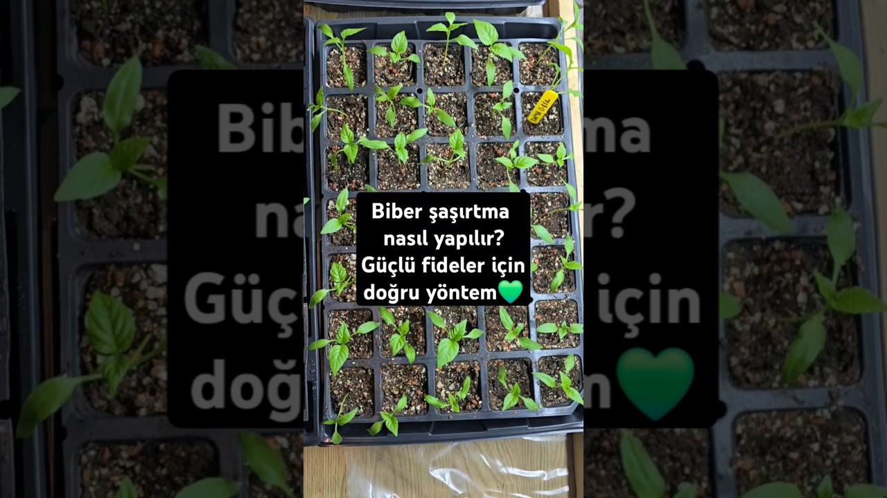 Biber şaşırtma nasıl yapılır?G&uuml;&ccedil;l&uuml; fideler i&ccedil;in doğru y&ouml;ntem💚#tarım #tarla #doga #&ccedil;ift&ccedil;i #organik