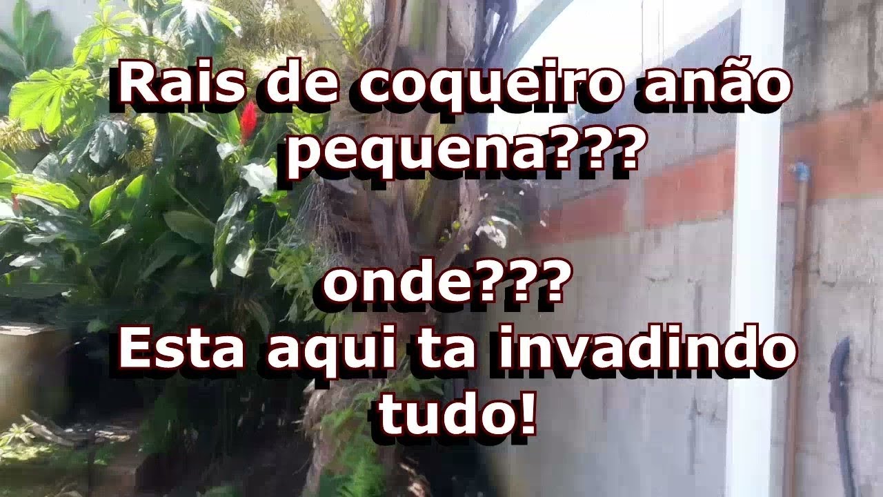 Raiz de coqueiro anão invadindo tudo