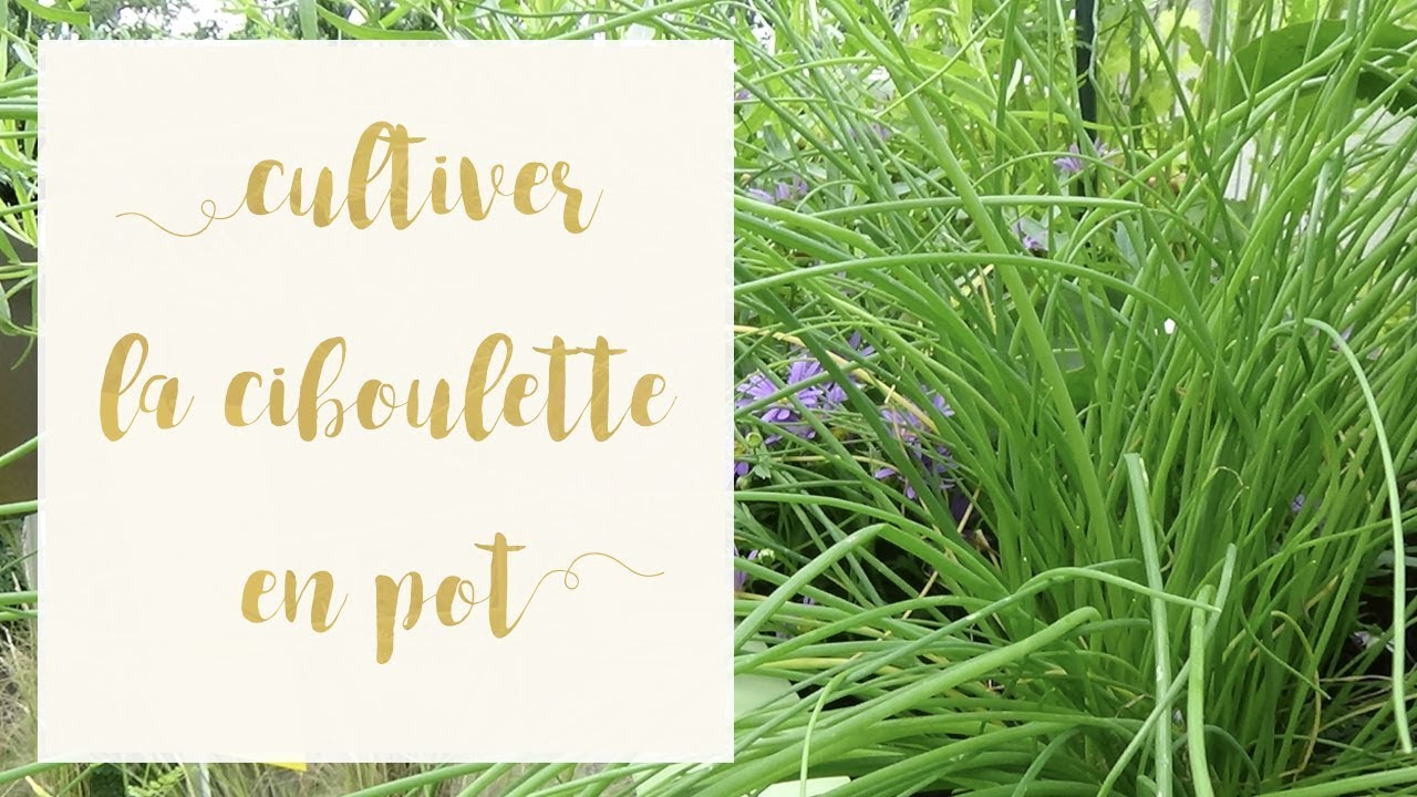 Réussir la ciboulette en pot | SERIE Aromatiques en pot | Astuce jardinage