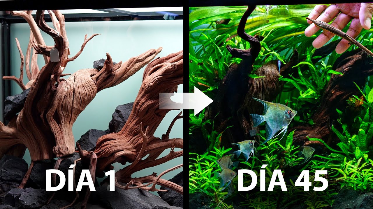 La EVOLUCI&Oacute;N de un ACUARIO en 45 D&Iacute;AS | Desde cero